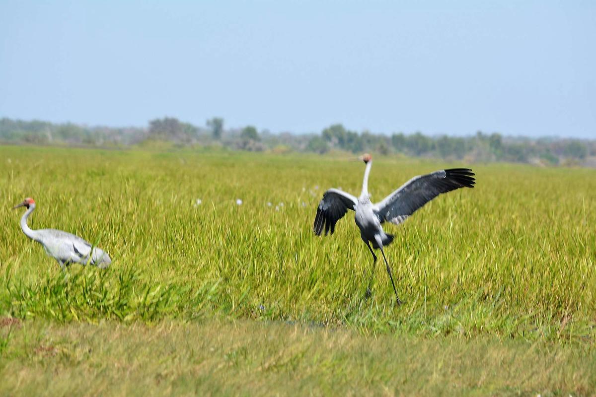 Wildlife and Environments of the Top End