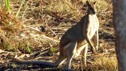 Wildlife and Environments of the Top End