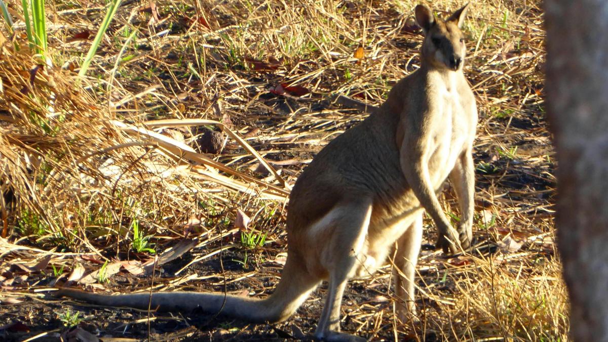 Wildlife and Environments of the Top End