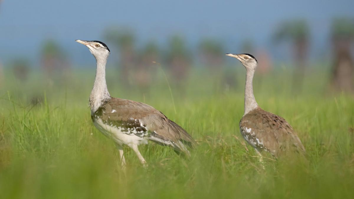 Birds, Buggies, Brunch & Airboat