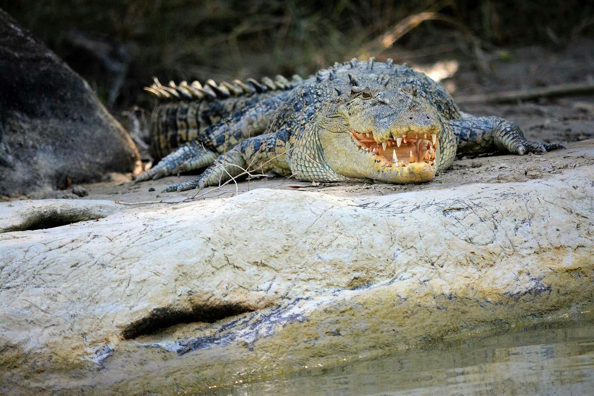 Wildlife and Environments of the Top End