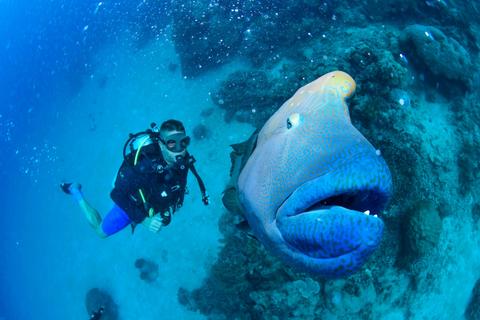Dive Darwin