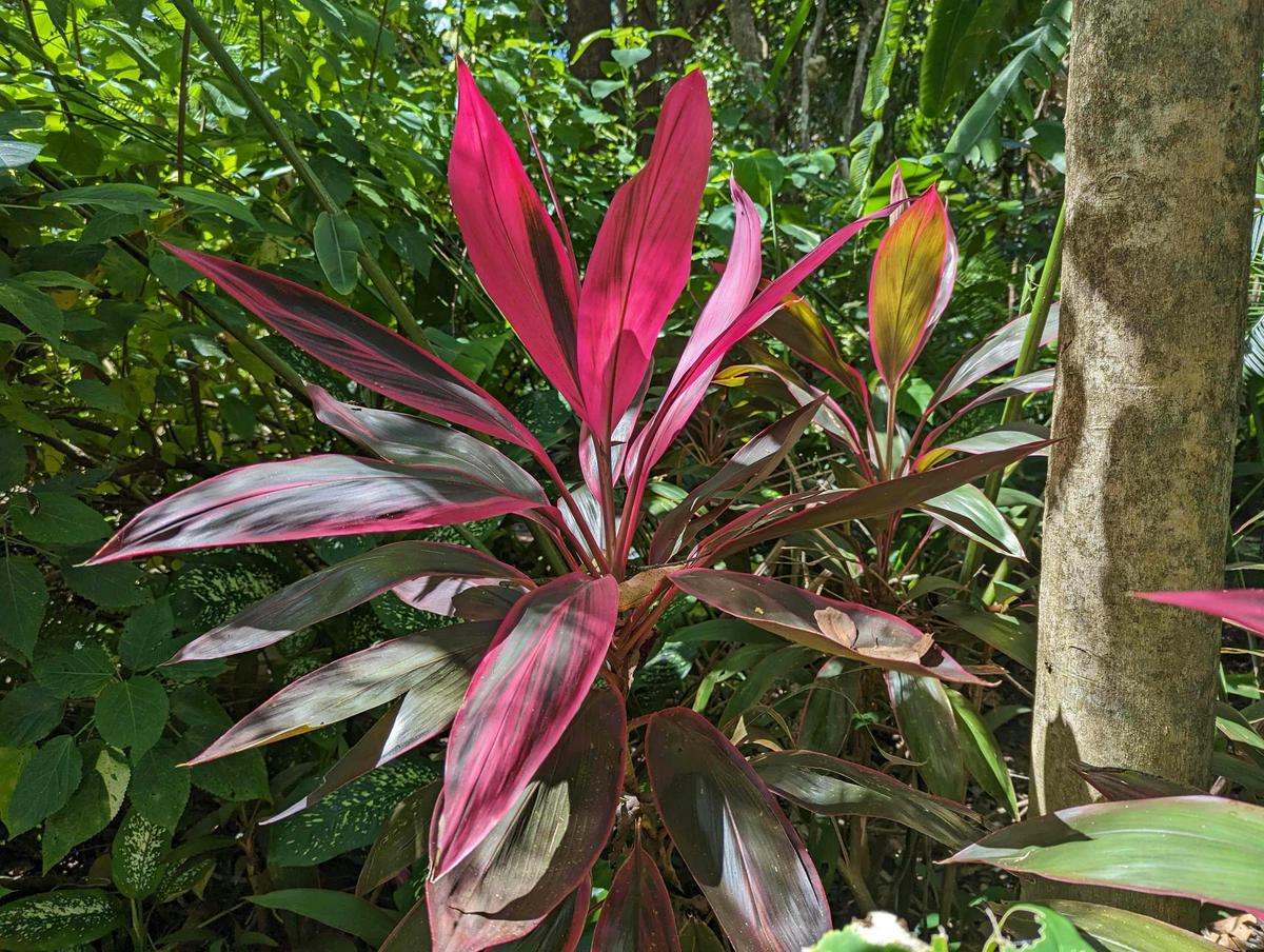 Private 5-hour Tropical Gardens Tour & Sightseeing