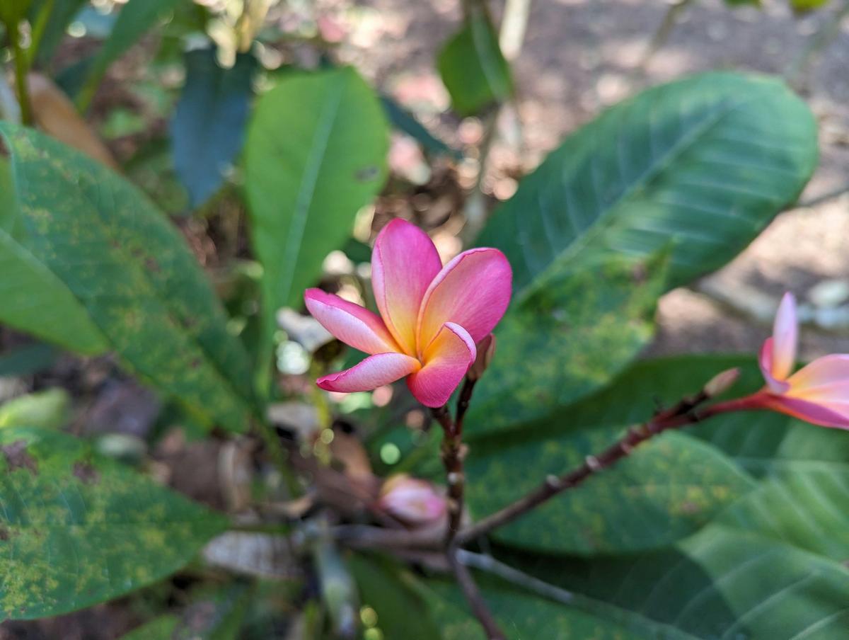 Private 5-hour Tropical Gardens Tour & Sightseeing