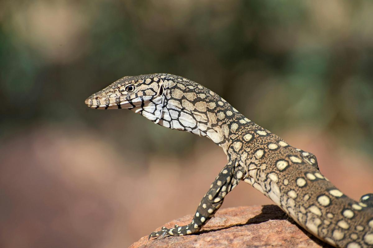 A perentie lizard in the East MacDonnell Ranges near Alice Springs