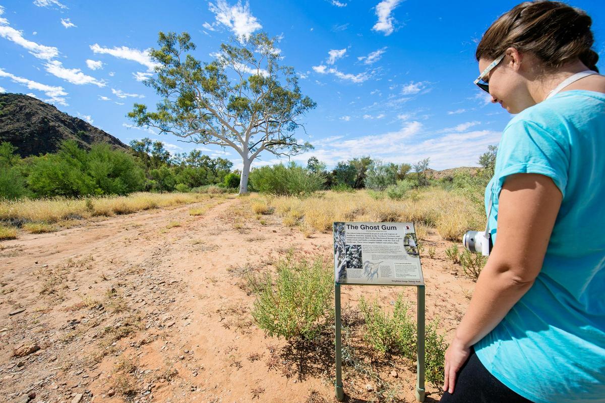 A visitor views a Ghost Gum tree and interpretive sign in the East MacDonnell Ranges