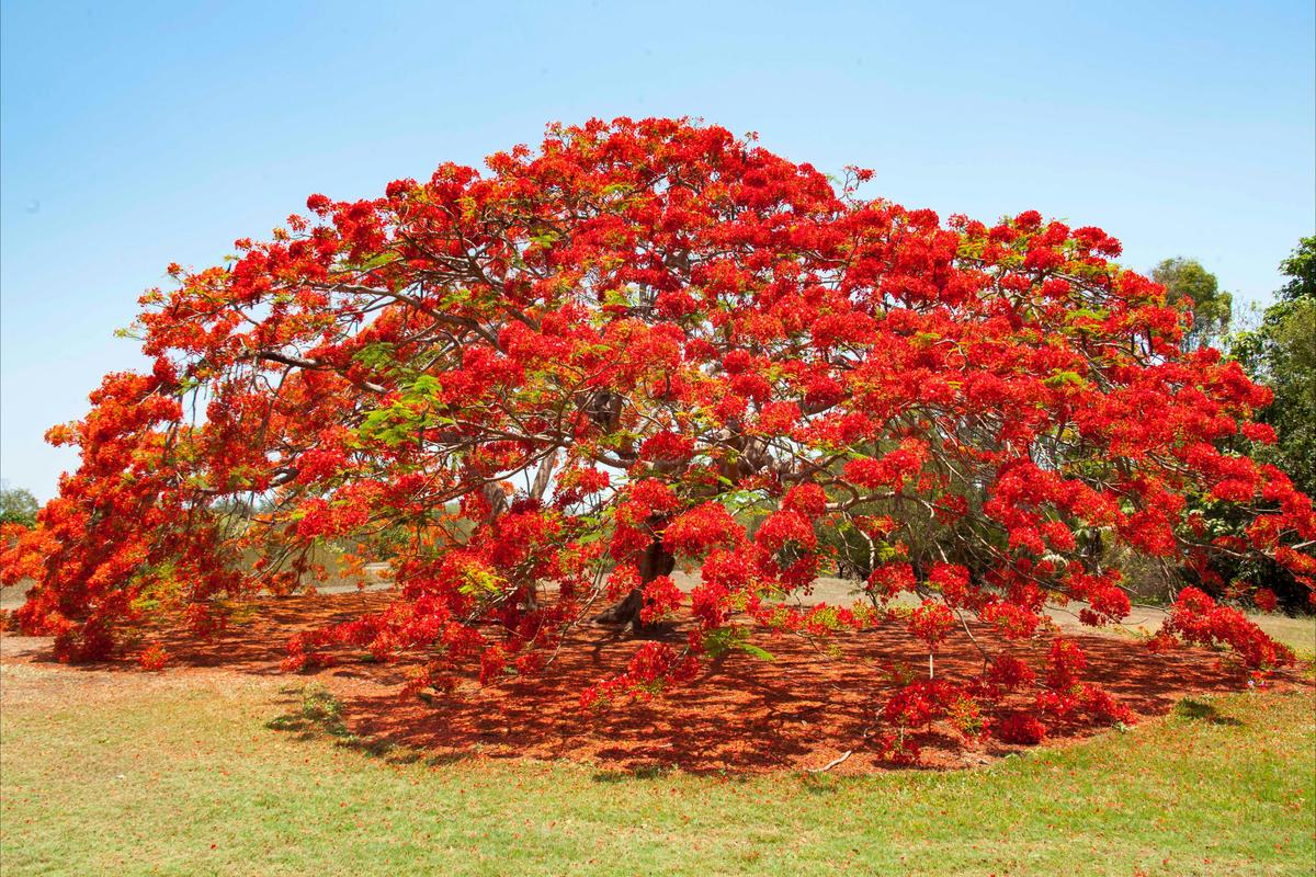Poinciana