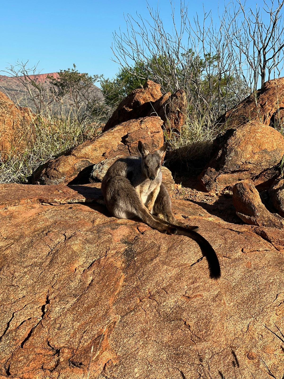 Wildlife encounters are part of the Larapinta Trail experience in Central Australia