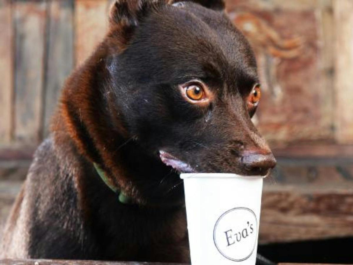 Doggo with puppacino