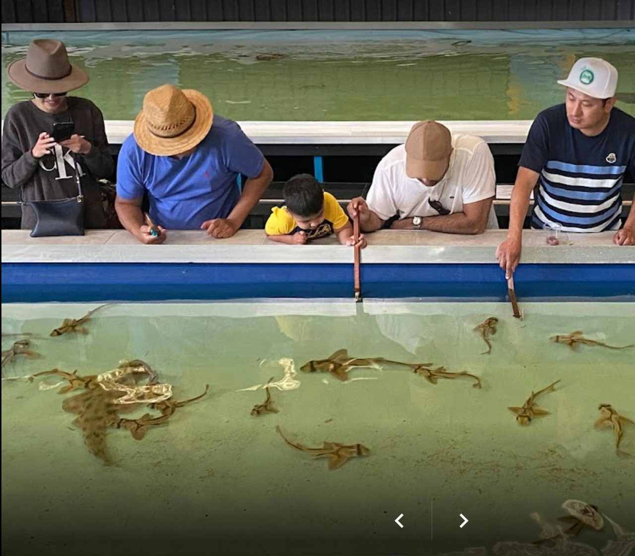 Feed our sharks and rays