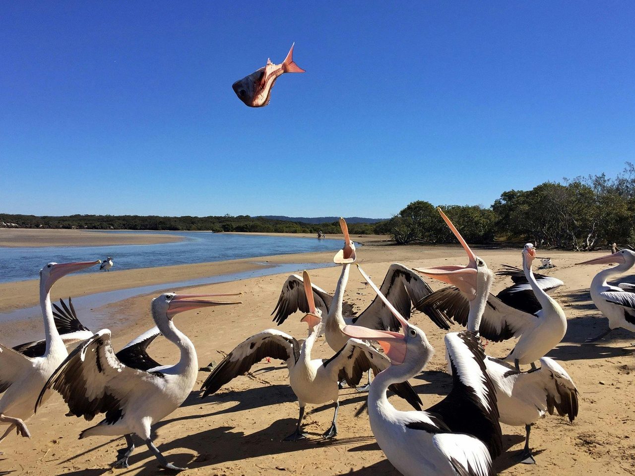 Feeding the Pelicans on Sandon River
