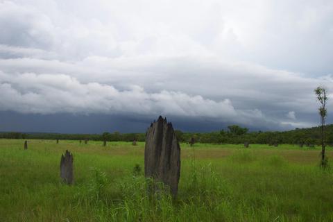 Magnetic Termite Mounds