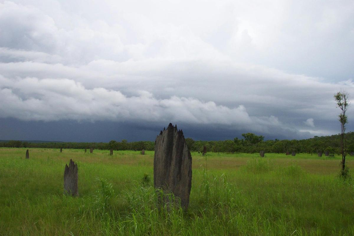 Magnetic Termites under a wet season sky.