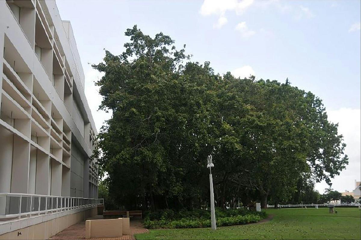 Banyan tree (note astonomical plinth and plaque to the right)