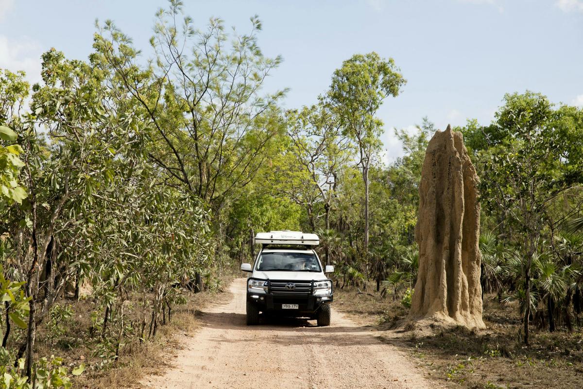 Driving past a cathedral termite mound in Litchfield National Park
