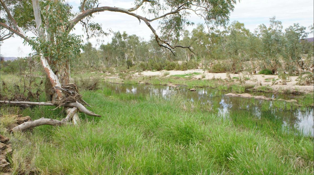 Section of Ormiston Creek, near to the old homestead ruins