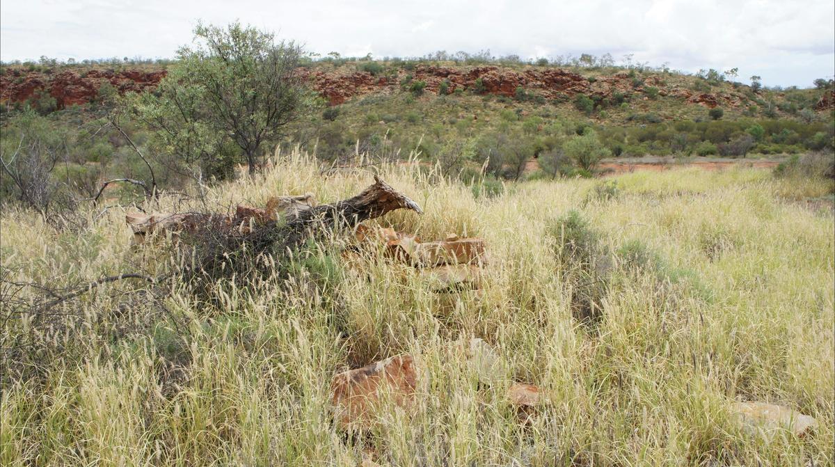 Remains of a stonework structure, in ruins and overgrown with grasses.