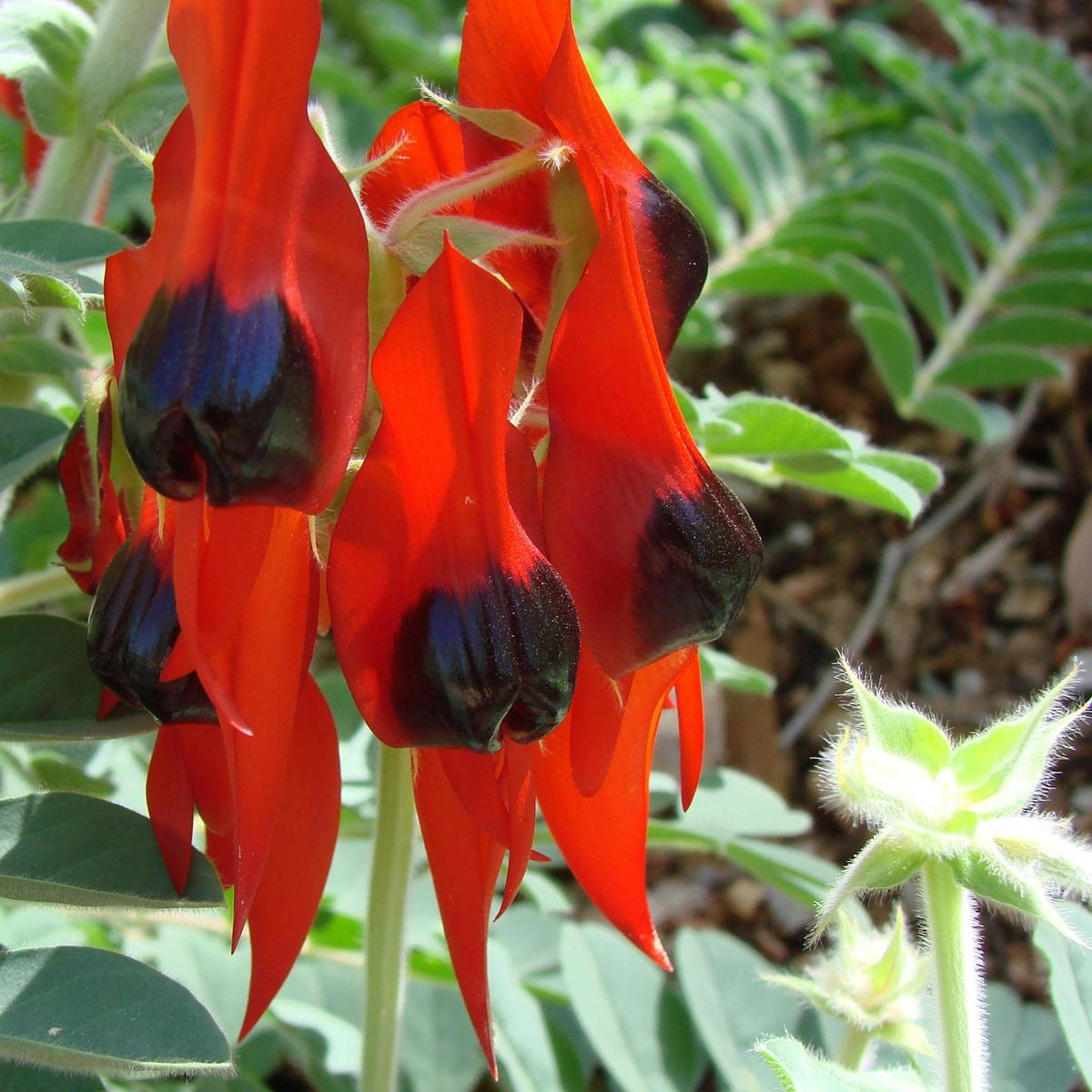 Sturt's Desert Pea, Swainsona formosa