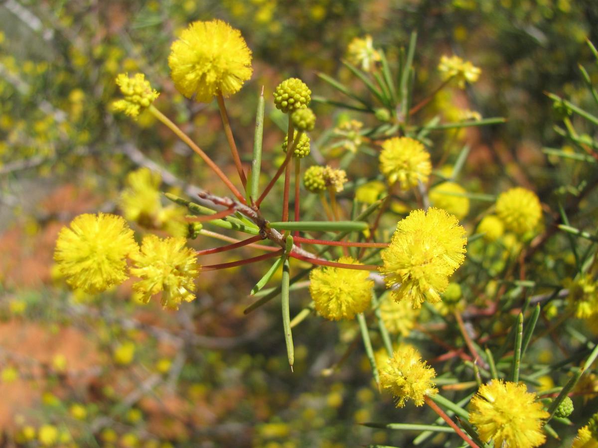 Wattle, Acacia tetragonophylla