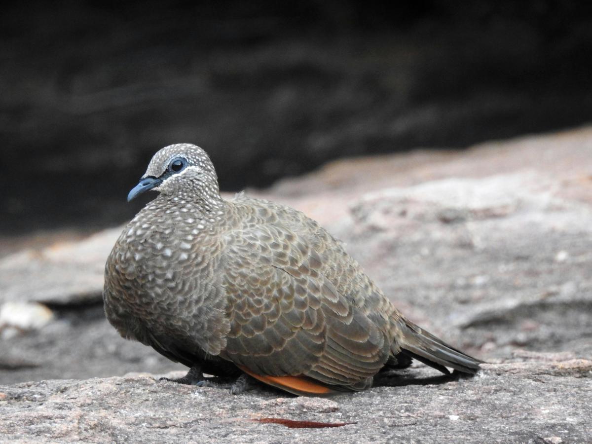 1 Day Wild Kakadu Birdwatching tour