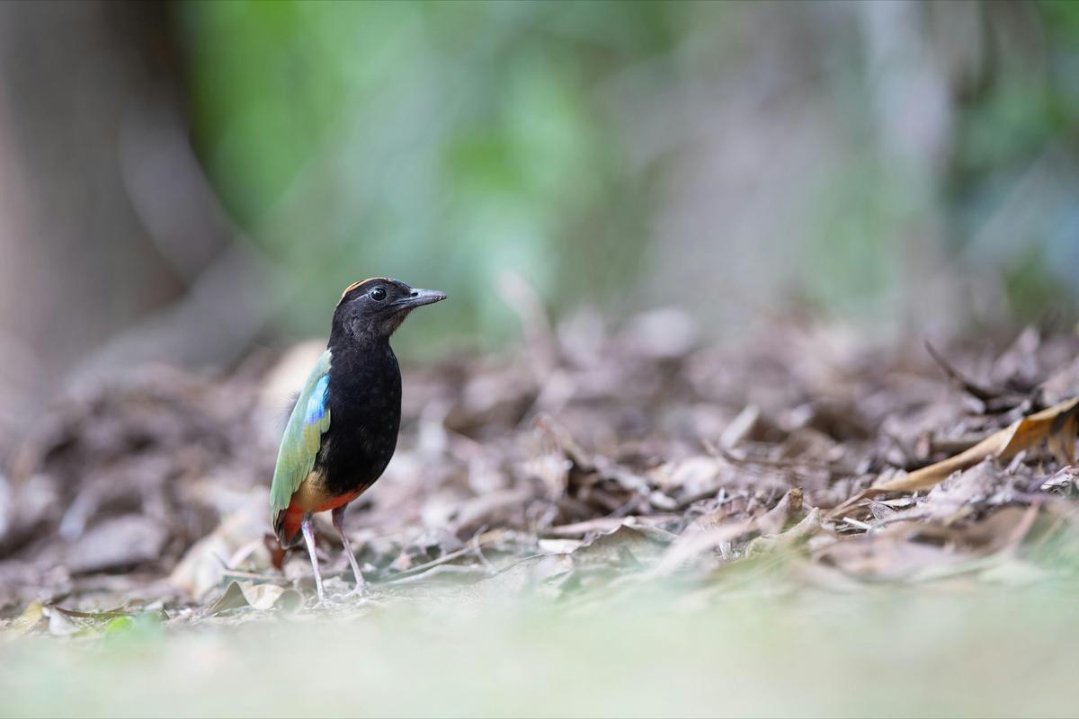 Rainbow Pitta in Darwin