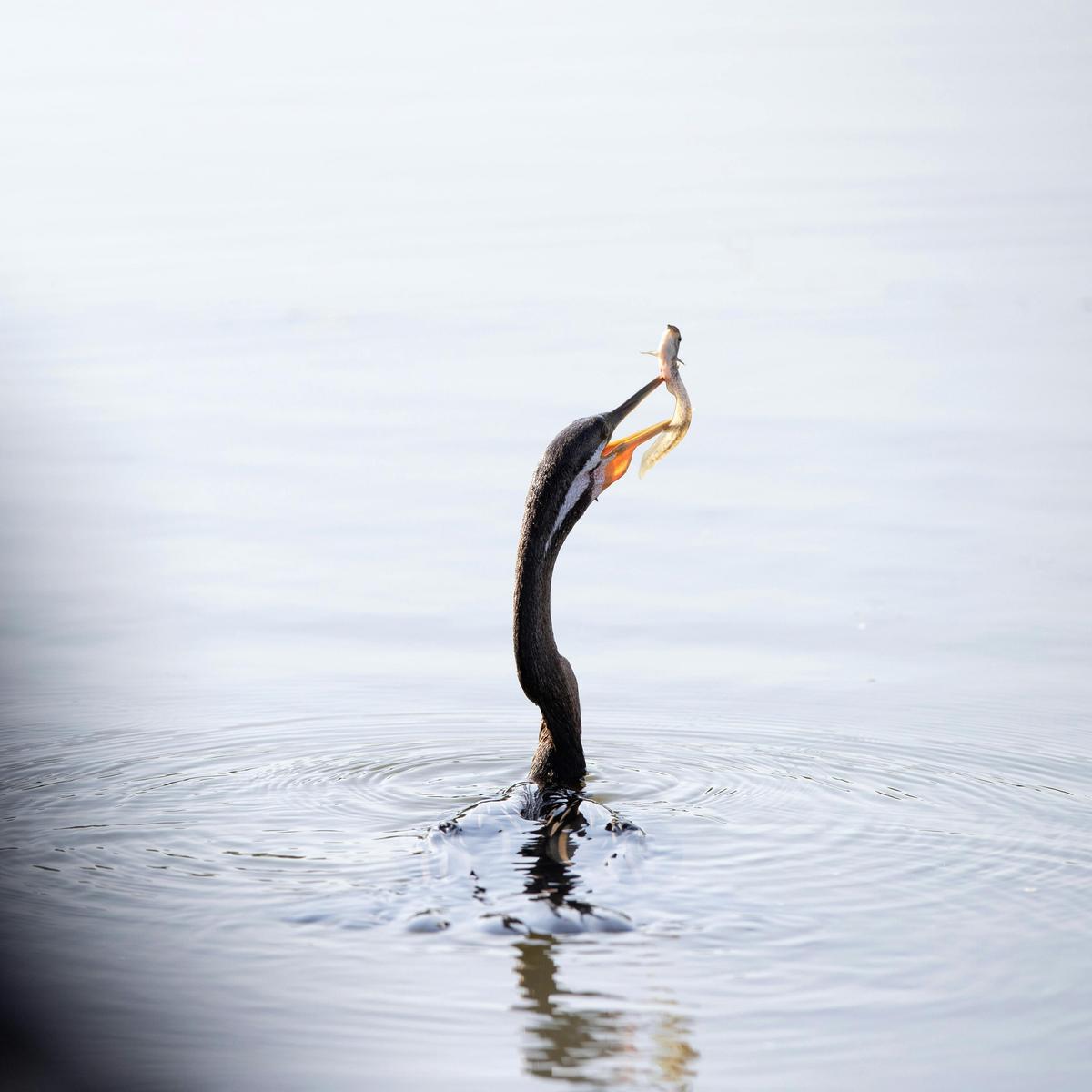 1 Day Darwin Birdwatching Tour "Sticky Beak'