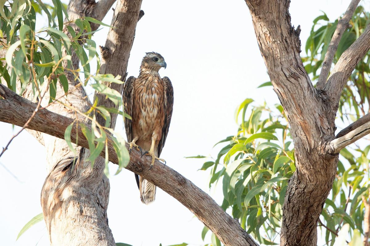 10 Day Ultimate Top End Birdwatching Adventure Tour