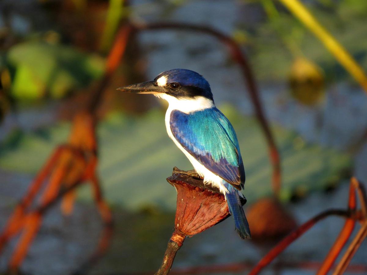 1 Day Darwin Birdwatching Tour "Sticky Beak'
