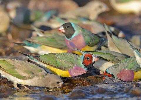 10 Day Ultimate Top End Birdwatching Adventure Tour