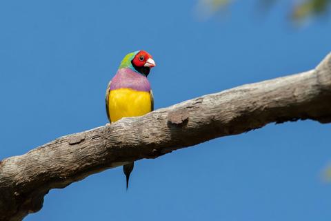 NT Bird Specialists, Birdwatching & Photography Safaris