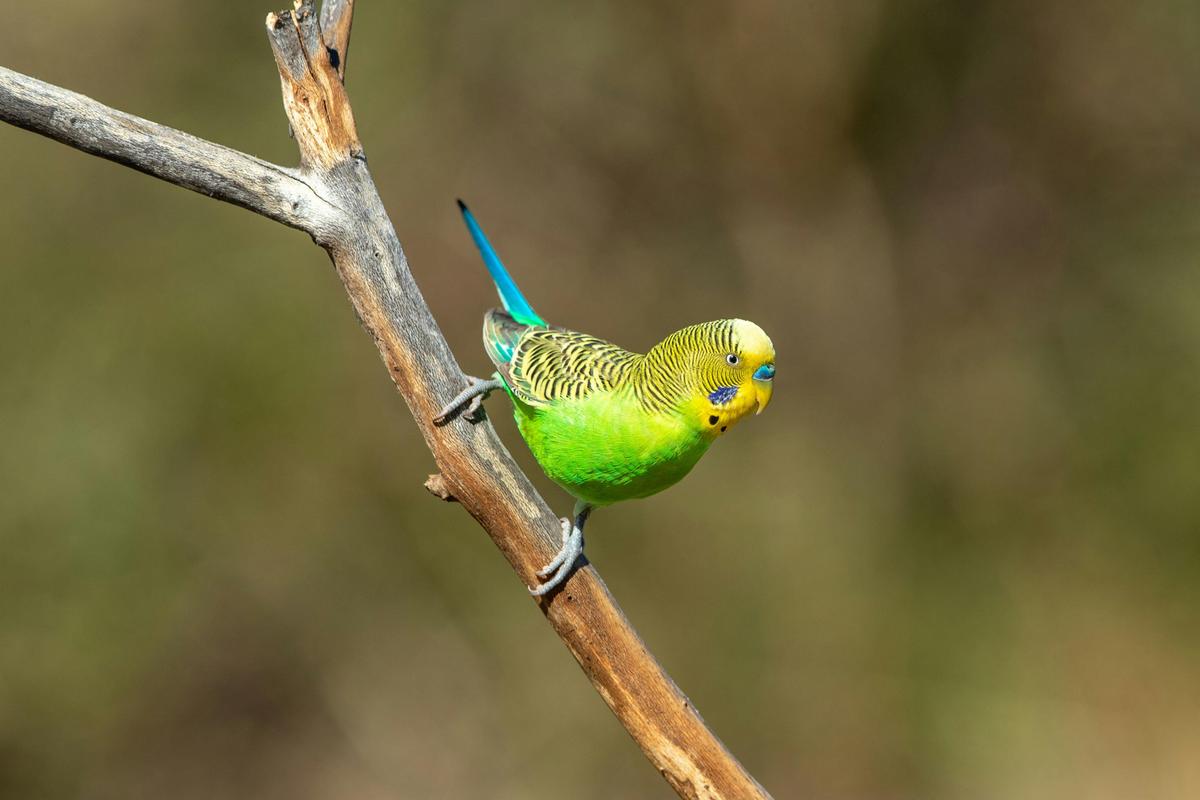 Wild Budgerigar