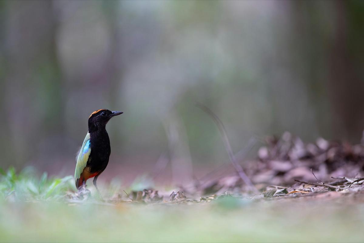 1 Day Darwin Birdwatching Tour "Sticky Beak'