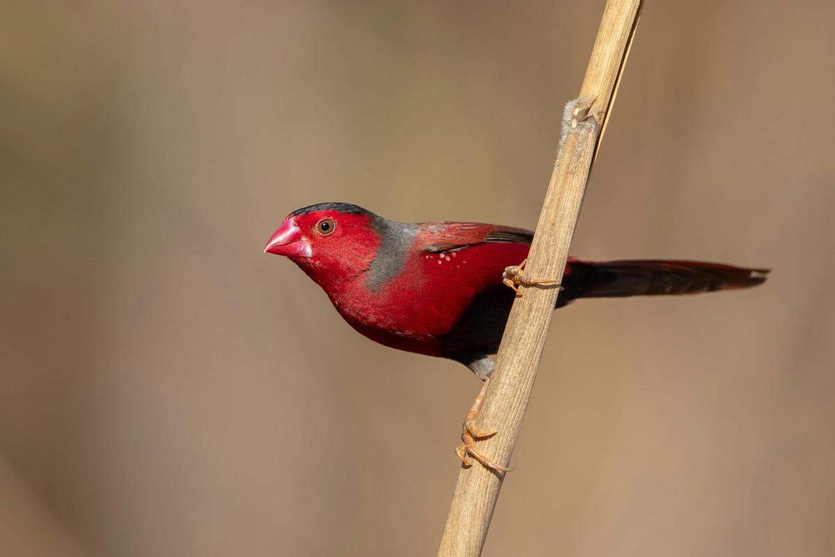 Crimson Finch