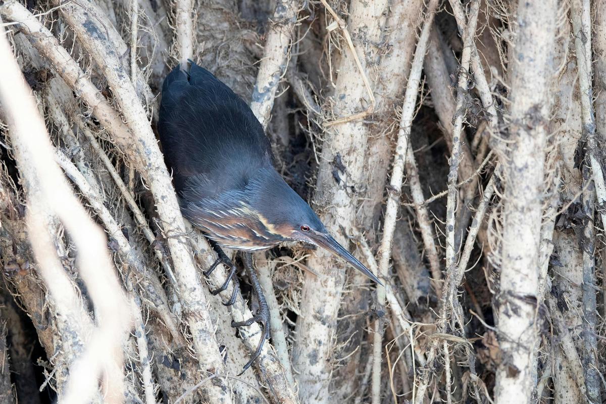 10 Day Ultimate Top End Birdwatching Adventure Tour