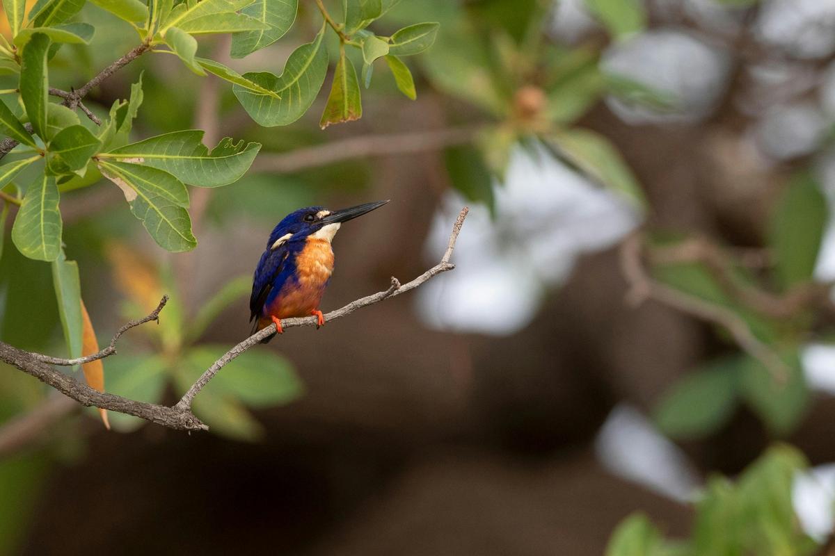 1 Day Darwin Birdwatching Tour "Sticky Beak'