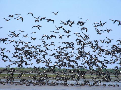 1 Day Wild Kakadu Birdwatching tour