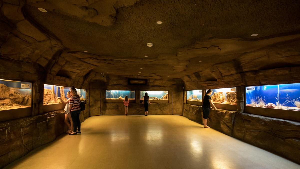 The Gecko Cave at the Alice Springs Reptile Centre