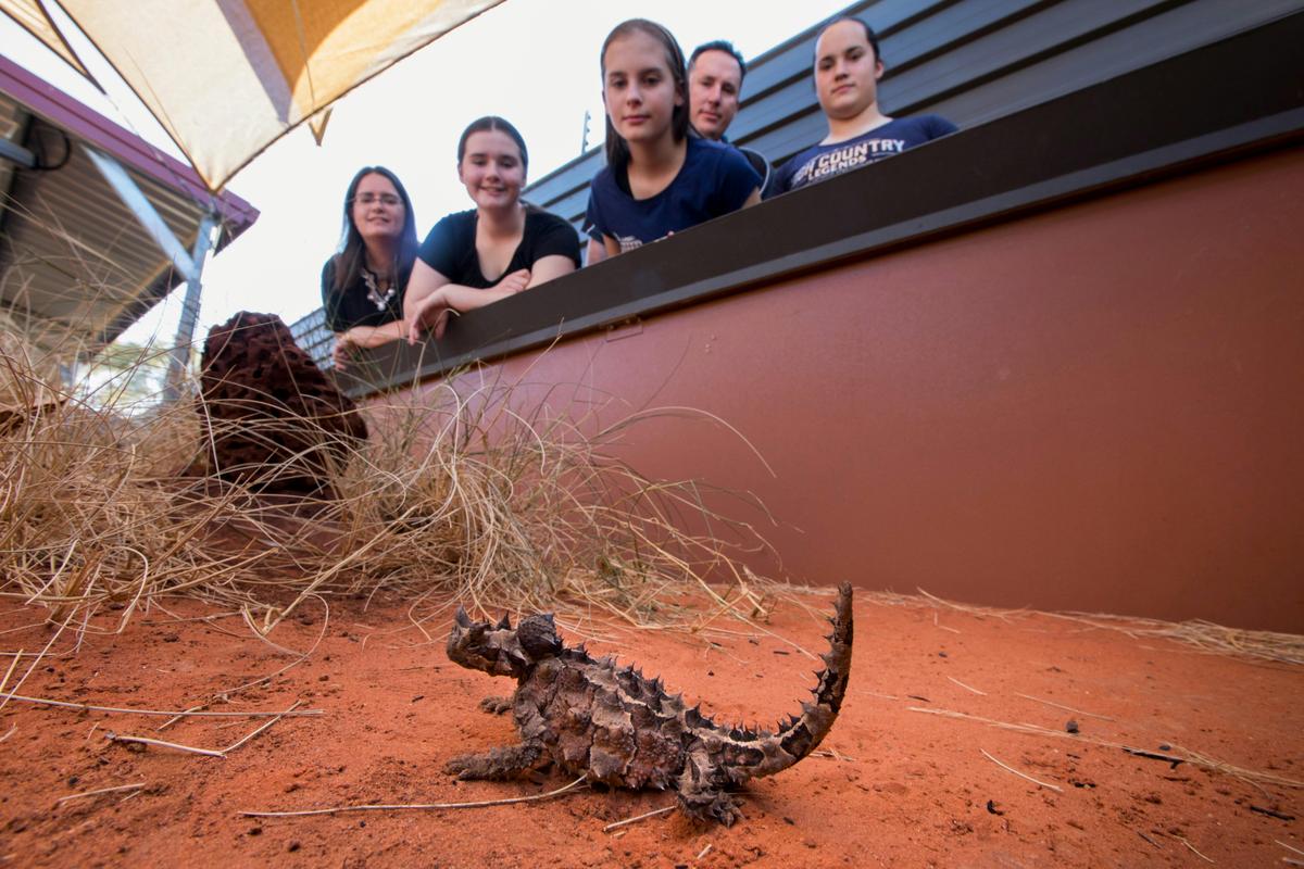 Thorny Devil