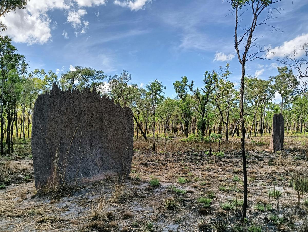Wildlife and Croc Adventure with Lunch
