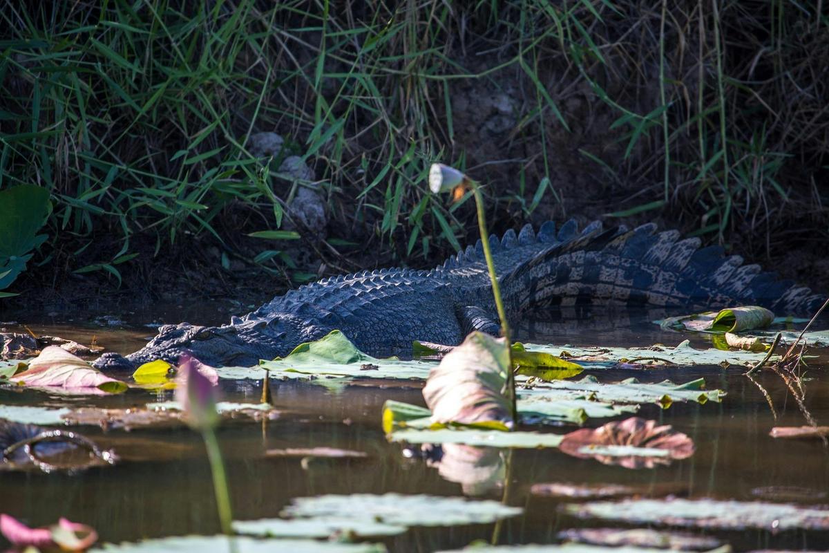 Crocodile at Corroboree Billabong