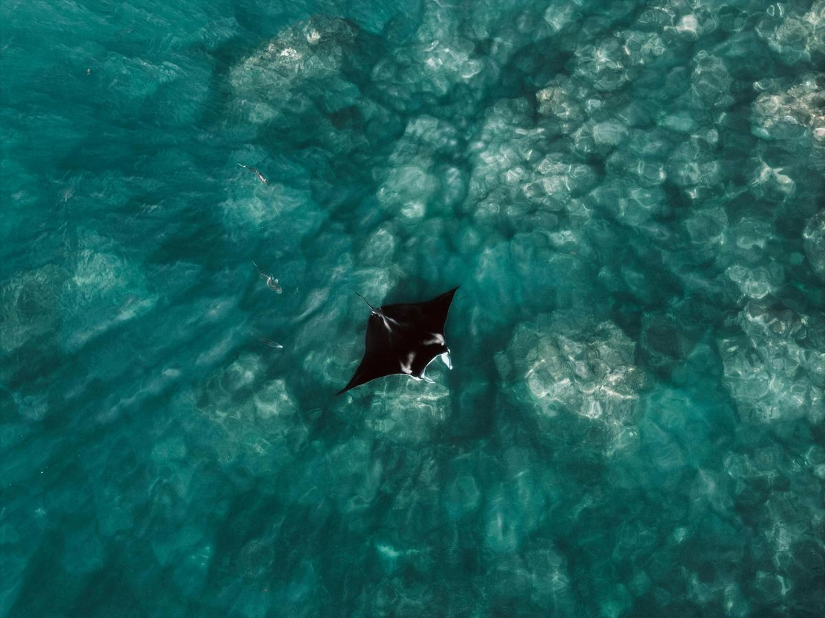 Experience unique wildlife encounters with The Yolngu Host