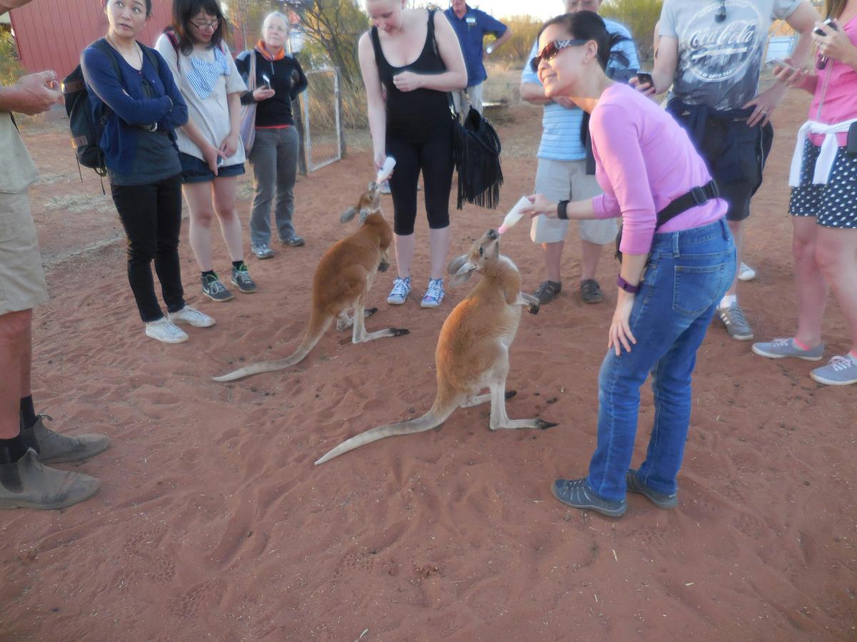 Feeding Red Kangaroos - Kangaroo Sanctuary