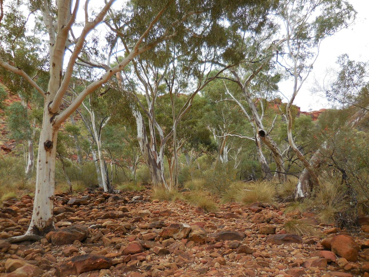 Kings Canyon Creek