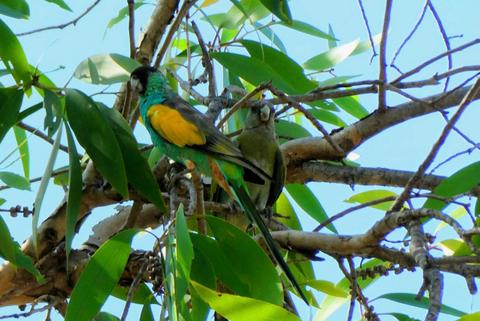 Birdwatching Safari of Kakadu & Litchfield National Parks