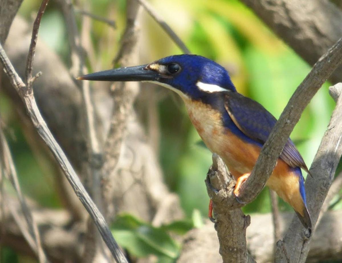 Birdwatching Safari of Kakadu & Litchfield National Parks
