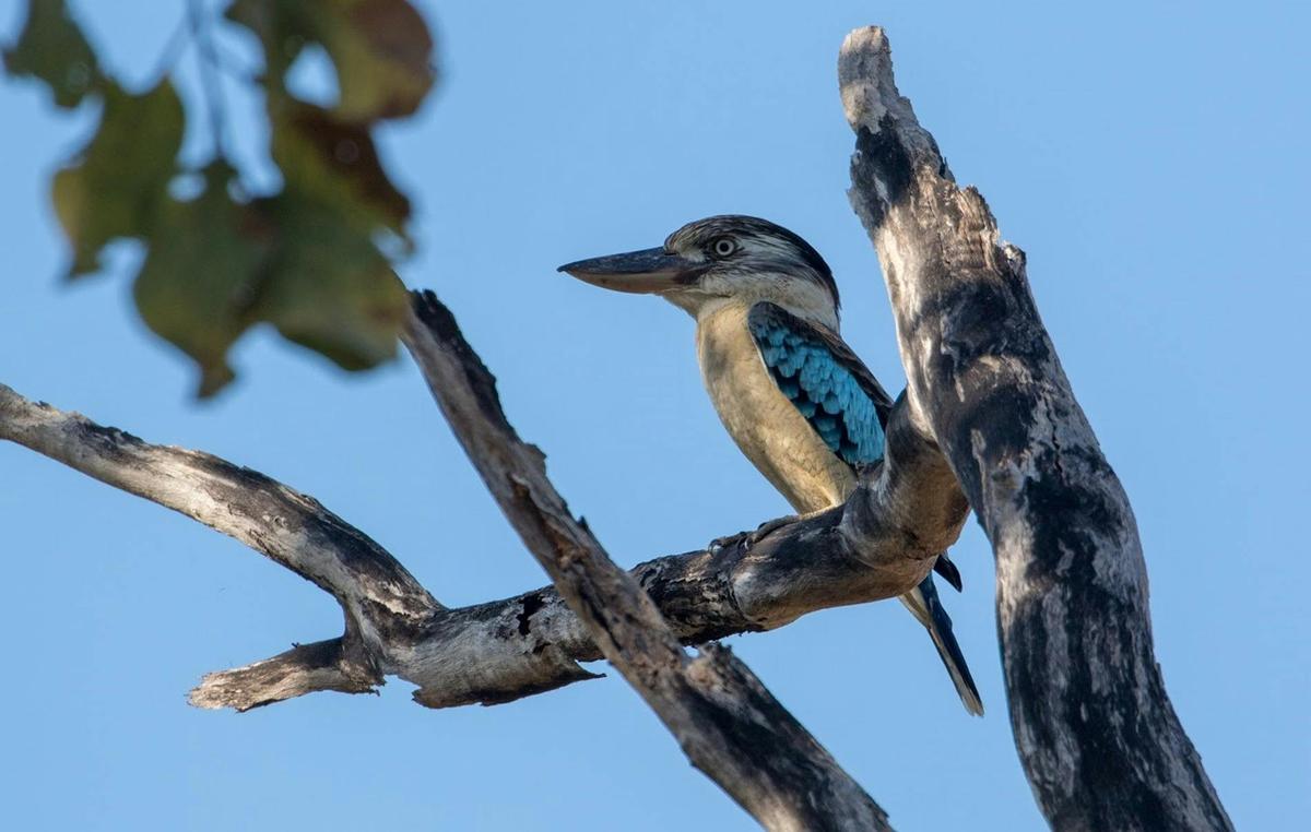 Birdwatching Safari of Kakadu & Litchfield National Parks