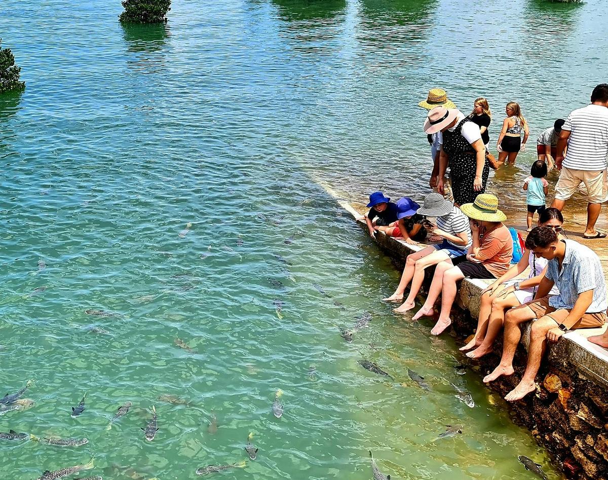 Feeding the fish