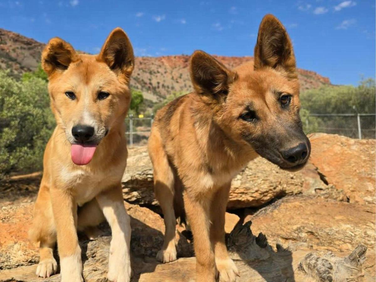 Desert Park dingos
