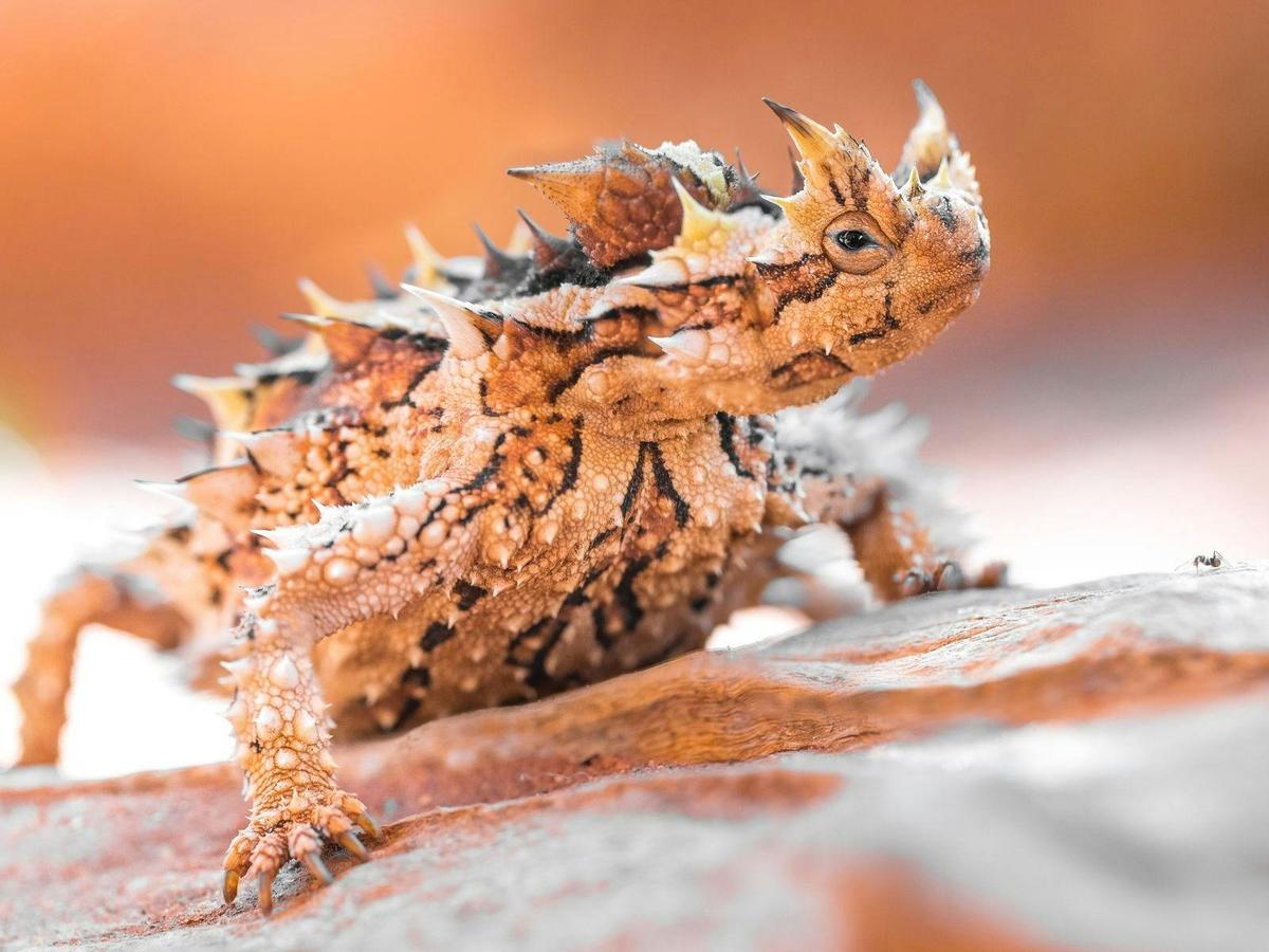Thorny Devil at the Desert Park