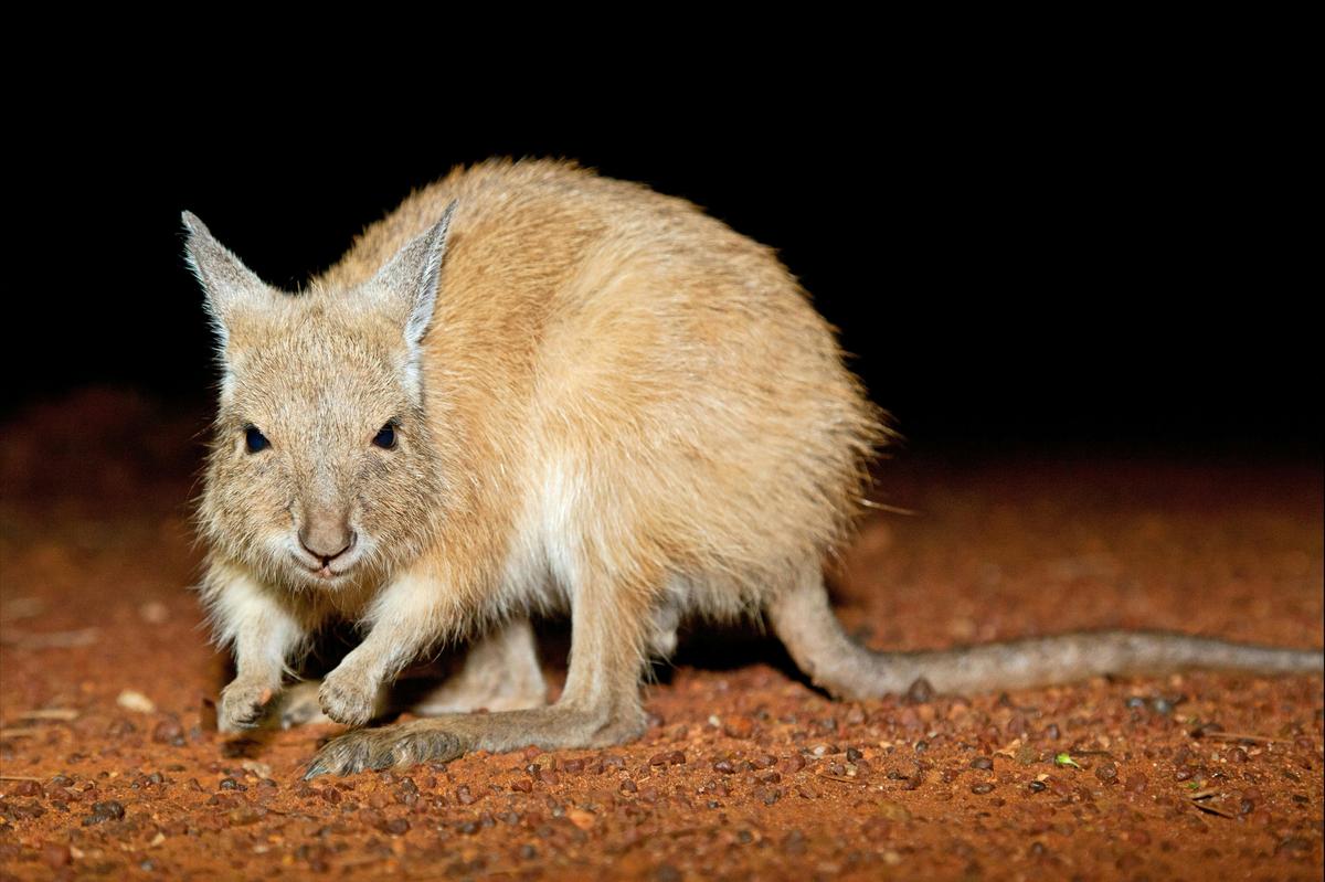 See Mala now extinct in the wild in the NT